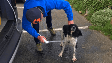 A black and white dog getting a shower in the car park from his owner using a in-built campervan shower. 